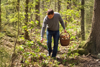 Застыли на низком старте: когда в Волгоградской области пойдут первые грибы