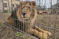 «От солнца до сих пор слезятся глаза»: в Волгограде изъятая из Дагестана пятерка львов отвыкает от ужасов прежней жизни