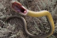 Змеи в Волгоградской области проснулись раньше времени. Рассказываем, почему