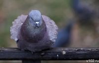 В Волгоградской области 6 апреля ударили ночные заморозки