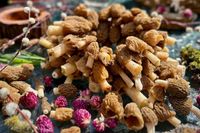 Первый пошел: волгоградцы наполнили корзины нежной сморчковой шапочкой