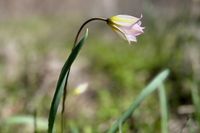 Нежные, как сама весна: волгоградцы заметили в лесу редчайший вид тюльпанов