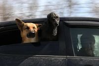 Волгоградцам пригрозили штрафом за проштрафившееся в чужой машине животное