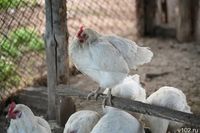 Из Волгоградской области вывезли животных и птиц  в 13 регионов