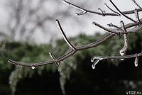 Об опасности ночных заморозков предупредили волгоградцев синоптики