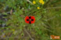 В Волгоградской области составят список растений, подлежащих тотальному уничтожению из-за рисков для природы