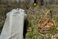 «Стало стыдно перед лесом»: волгоградские грибники показали растущие под ногами свалки