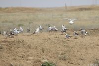 Ситуация – критическая: регионы юга России объединятся для борьбы с опустыниванием земель