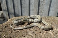 Волгоградцев призвали не убивать змей в Волго-Ахтубинской пойме