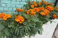 В оранжерее Волгоградского ботсада с аншлагом открылась выставка летних цветов