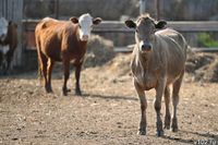 Волгоградские предприятия направили в Казахстан цистерны с 60 тоннами молочки