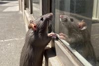 Грызуны и полчища муравьев начали захватывать дома волгоградцев