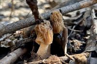 «Грибочки будут изумительными»: волгоградка поделилось рецептом простой заготовки из нежнейшей сморчковой шапочки