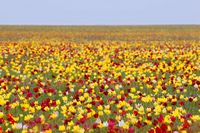 Охрану плантаций краснокнижных тюльпанов усилили под Волгоградом