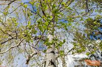 Сильнейший аллерген накрывает все больше районов Волгоградской области