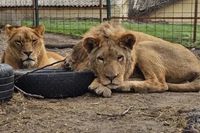 Зорро, Гриша, Волга и Любаша: читатели ИА «Высота 102» предложили новые имена для спасенных из жутких условий львов