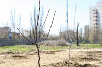 На западе Волгограда заложили яблоневый сад из 100 фруктовых деревьев