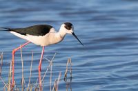 В Волгоградскую область возвращаются с зимовки уникальные птицы «на ходулях». Смотрите, как они красивы