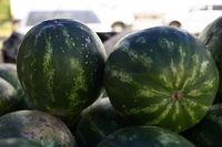 На витринах магазинов появились первые арбузы. Стоит ли их пробовать?