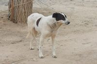 «Ее знают даже в травмпункте»: на севере Волгограда бездомная собака напала на молодого мужчину