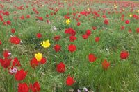 «Через день-два их выбросят в мусорку»: волгоградцы охапками срывают в степях краснокнижные тюльпаны