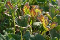 МЧС: новая волна ночных заморозков надвигается на Волгоградскую область