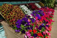 2,5 тысячи посетителей увидели летнюю цветочную феерию под Волгоградом