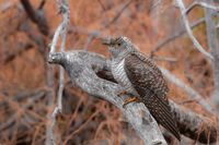 Изображают ястреба и грозно «хихикают»: волгоградский фотограф показала «нерадивых матерей» кукушек