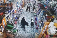 «Использует его как оружие»: владелица 60-килограммового Анубиса держит в страхе Городище