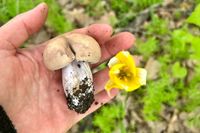 «Пока штучно. Но это только начало»: волгоградцы возвращаются из лесов с корзинами синеножек и шампиньонов