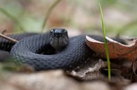 «Истребляют нещадно»: в Волгоградской области все чаще «пускают под нож» безобидную змею