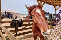 «Работал, не покладая копыт»: в Волгограде спасенного от гибели коня позвали сниматься в кино