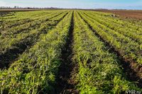 Опасный вредитель полей скоро проснется в Волгоградской области