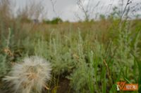 Пять видов растений признаны опасными для Волгоградской области