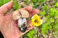 В Волгограде первые весенние грибы  продают по цене говядины