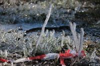 Предупреждение о трёхдневных заморозках объявлено в Волгоградской области