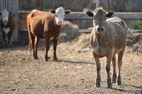 Под Волгоградом в отдалённом селе отменён карантин по бруцеллёзу