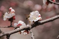 «Против природы не пойдешь»: волгоградцы из-за заморозков рискуют остаться без фруктов