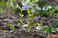 «Природа нас сильно разбаловала»: волгоградским дачникам советуют не высаживать рассаду раньше майских