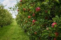 Сбор плодов и ягод в Волгоградской области вырос в 2,2 раза