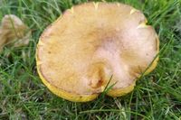 «Маслята есть!»: непривычно холодная весна расщедрилась на урожай грибов