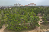 Опасные для похода в лес дни назвали в Волгоградской области