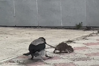 «Такого еще не видел!»: в Волгограде схватка крысы и вороны за территорию попала на видео