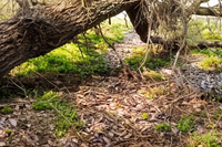 «Всё дно в тушках»: под Волгоградом на реке Лиске из-за урагана произошёл мор 213 тыс. карасей