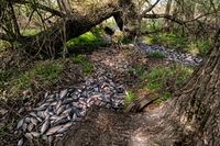 «Всё дно в тушках»: под Волгоградом на реке Лиске из-за урагана произошёл мор 213 тыс. карасей
