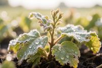 «Урожай еще можно спасти»: волгоградцам рассказали о «реанимации» посевов после заморозков