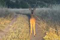 Депутаты Волгограда предлагают изменить федеральный закон об охоте