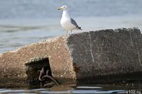Отдых на Черном море подорожал для волгоградцев