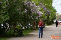 Волгоградцев предупредили об аресте до 15 суток за сорванную сирень