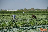 Под Волгоградом суд запретил фермеру работать из-за мигранта-нелегала